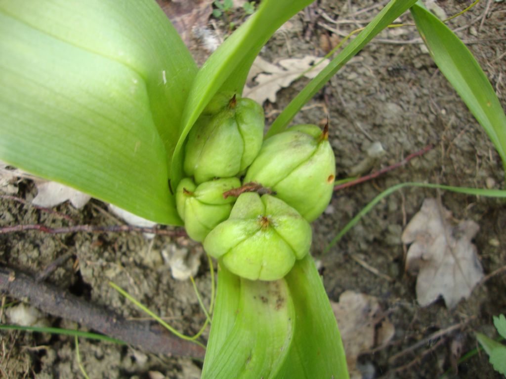 Frutti di Colchicum sp.