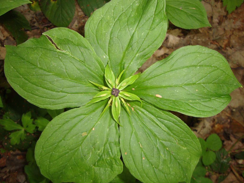 Paris quadrifolia