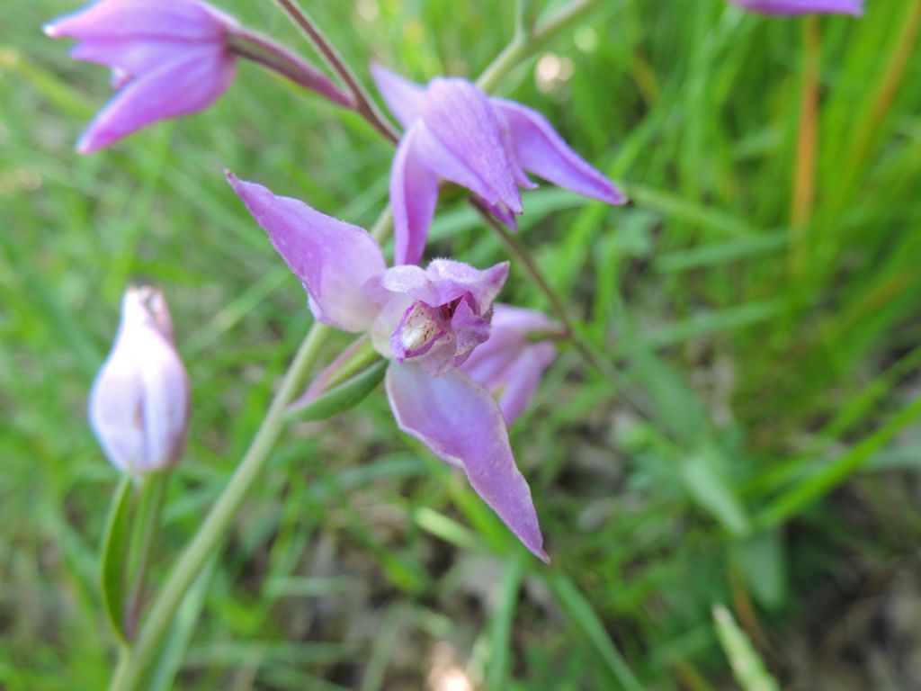 Cephalanthera rubra