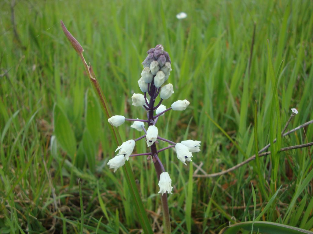 Bellevalia romana