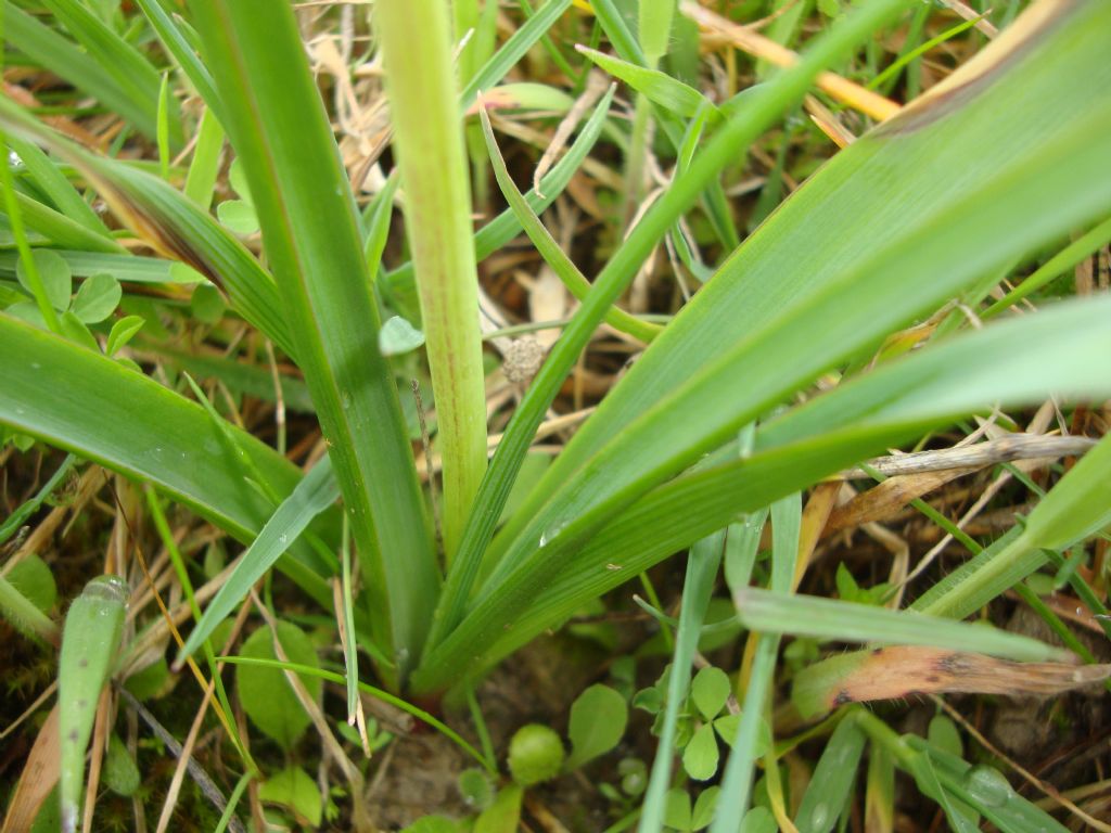 Bellevalia romana