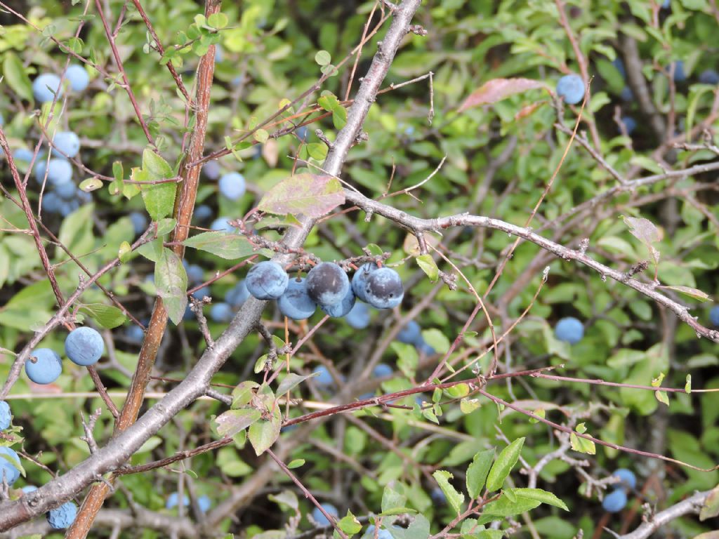 Bacche - Prunus spinosa