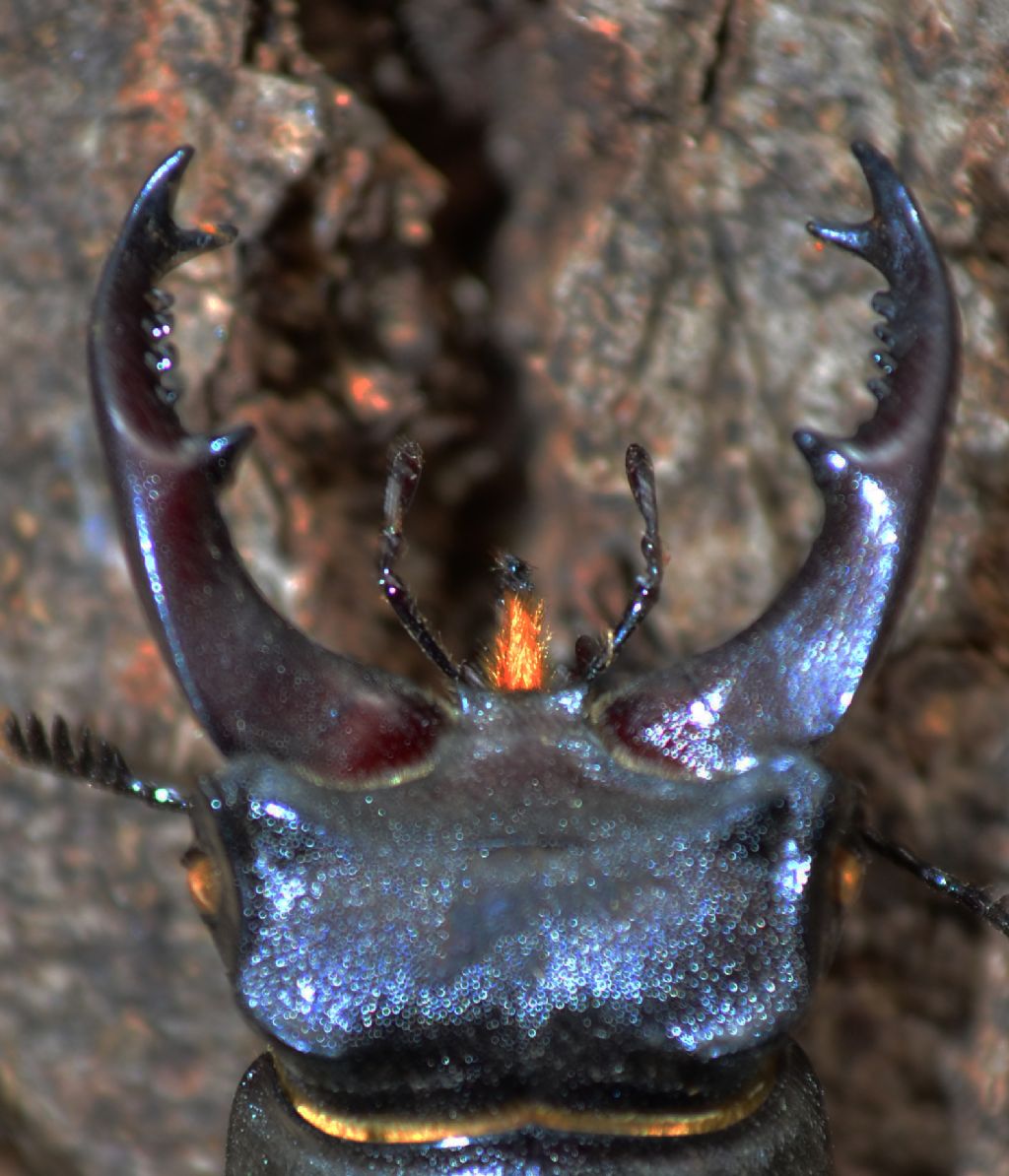 Lucanus cervus o tetraodon.
