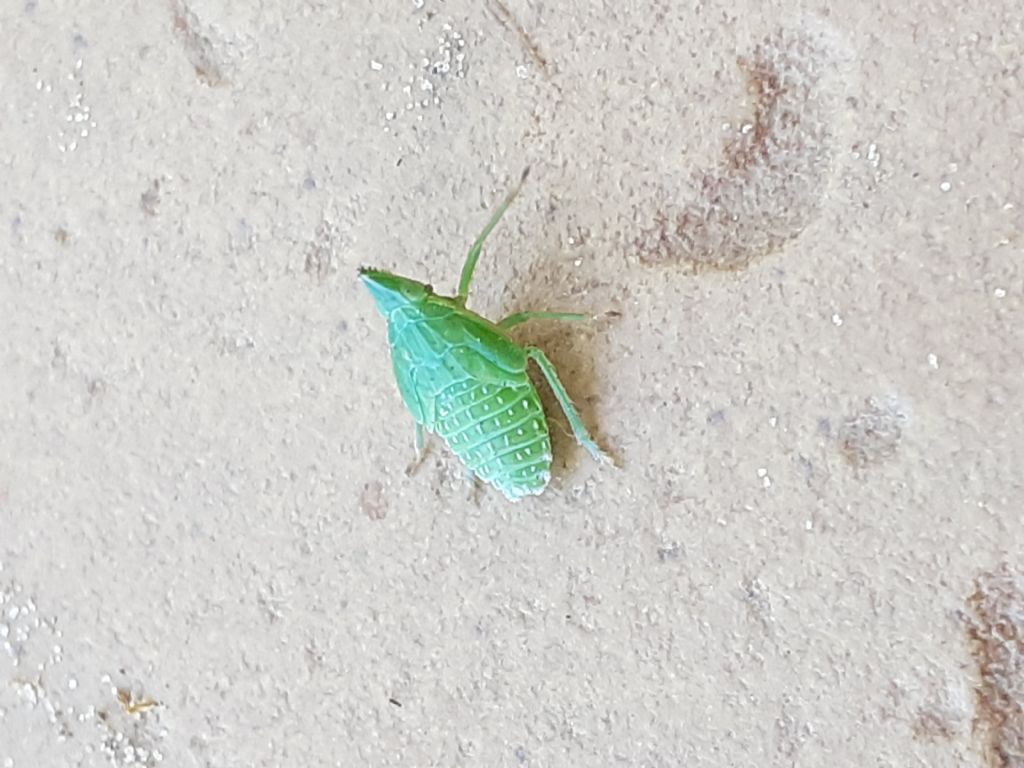 ninfa di Dictyophara europaea (Fulgoromorpha Dictyopharidae)