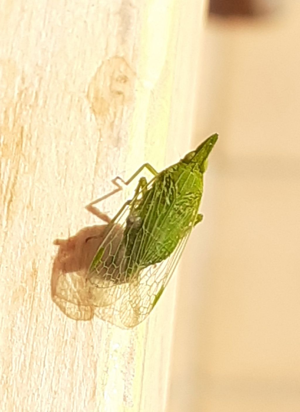 ninfa di Dictyophara europaea (Fulgoromorpha Dictyopharidae)