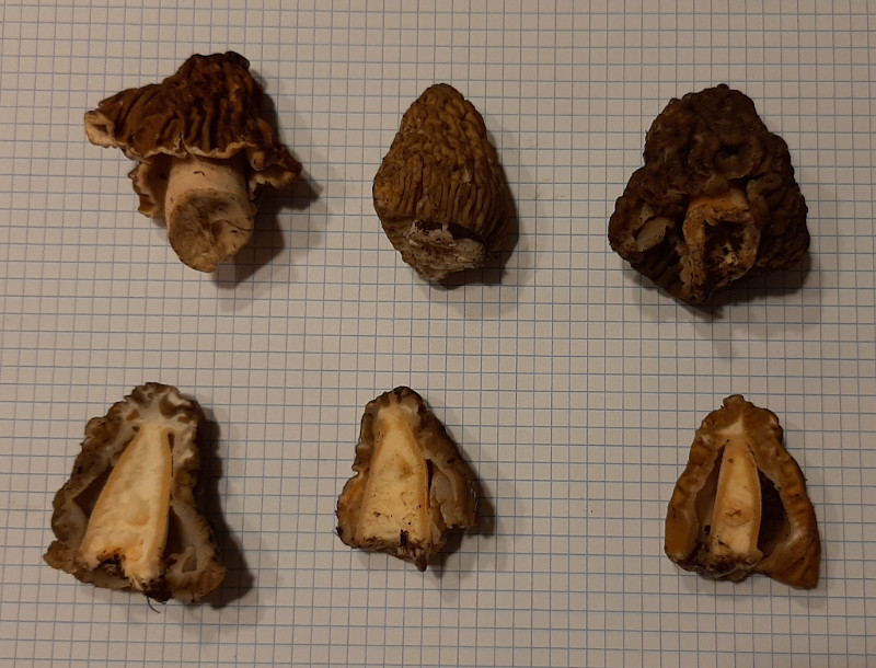 Funghi velenosi al supermercato? (Gyromitra)