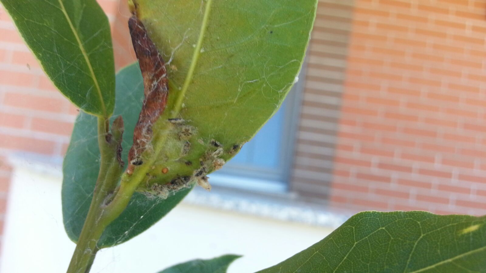 Identificazione strani insetti:  Trioza alacris (Triozidae)