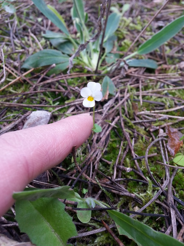 Viola hymettia / Viola del Monte Imetto