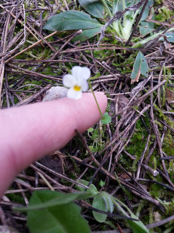 Viola hymettia / Viola del Monte Imetto