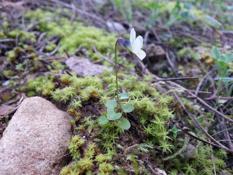 Viola hymettia / Viola del Monte Imetto