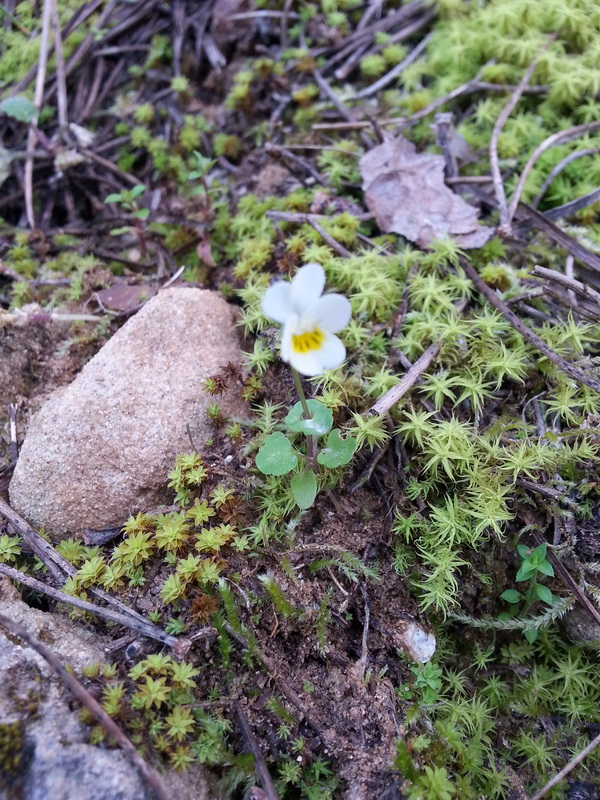 Viola hymettia / Viola del Monte Imetto