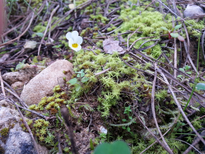 Viola hymettia / Viola del Monte Imetto