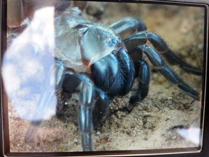 Amblyocarenum sp., femmina - Caltagirone ( CT )