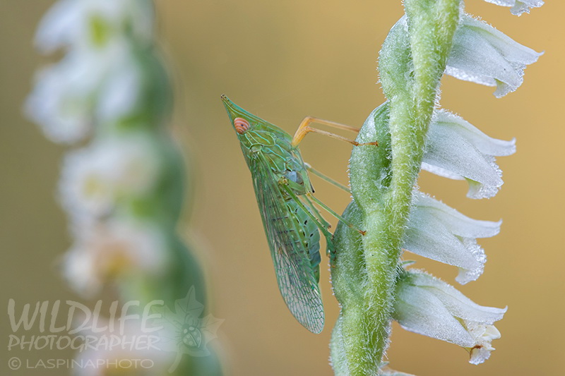 Fulgoromorpha:  Dictyophara multireticulata ( Dictyopharidae)