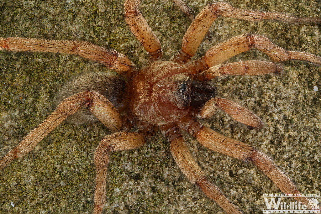conferma identificazione ischnocolus valentinus