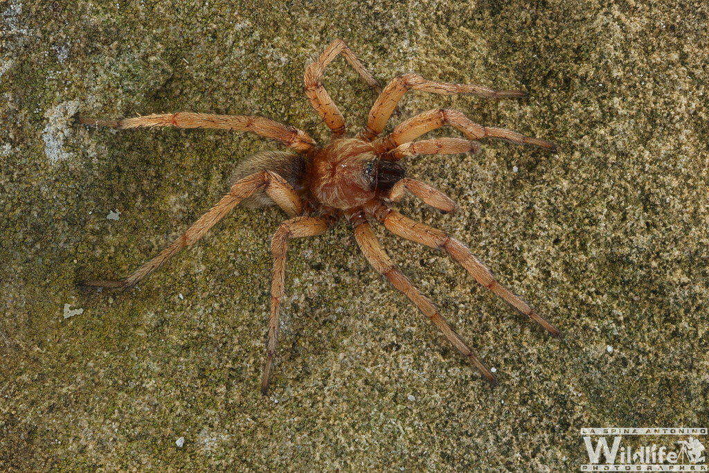 conferma identificazione ischnocolus valentinus