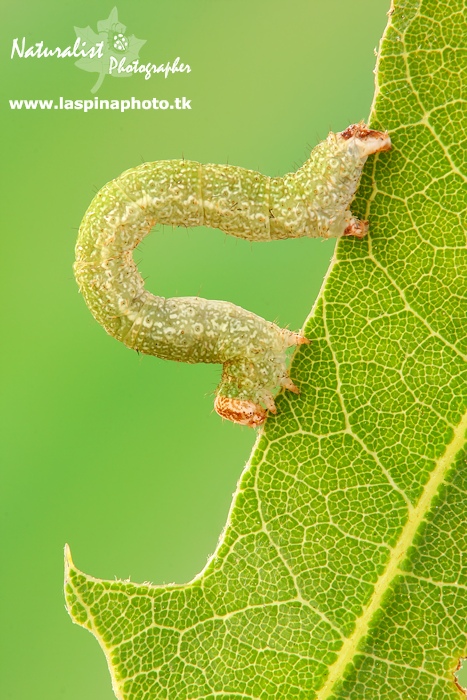 bruchino di Camptogramma bilineata???