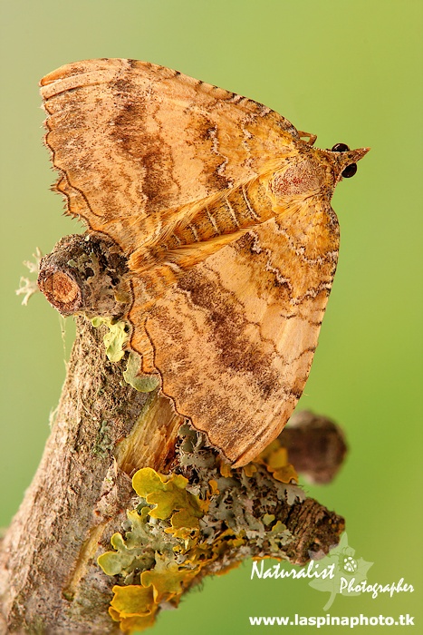 Camptogramma bilineata??? - Si