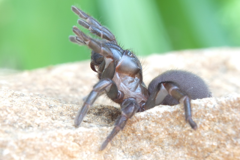 Amblyocarenum sp., femmina - Caltagirone ( CT )