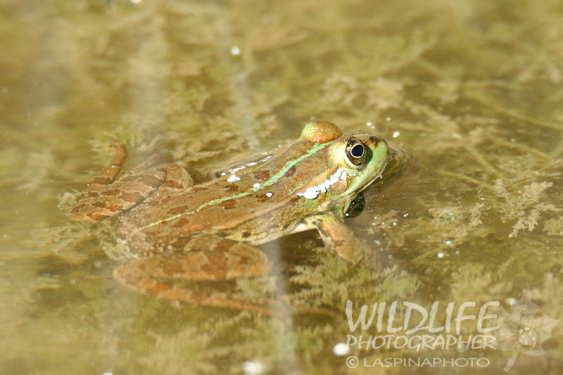 aiuto id. Rane siciliane - Pelophylax sp.