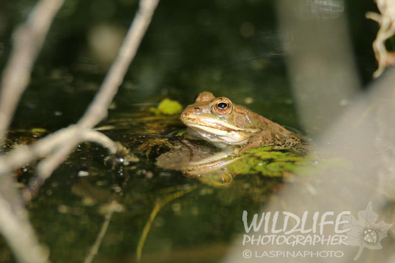 aiuto id. Rane siciliane - Pelophylax sp.