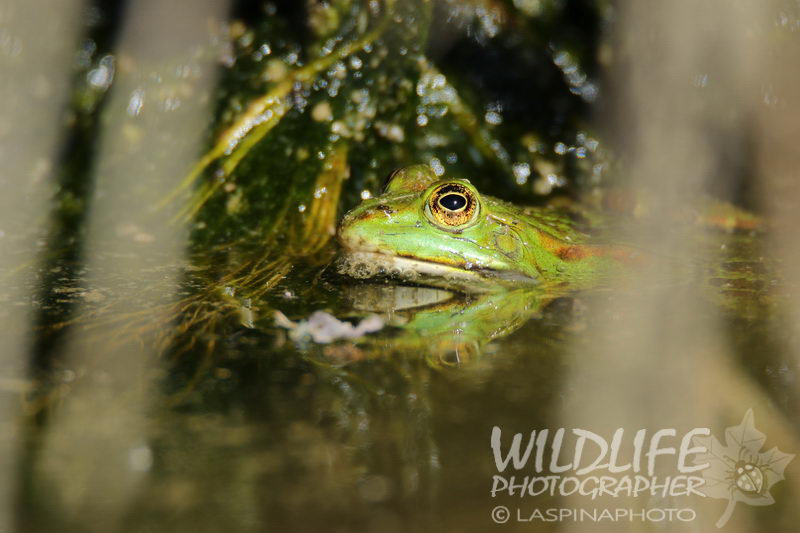 aiuto id. Rane siciliane - Pelophylax sp.