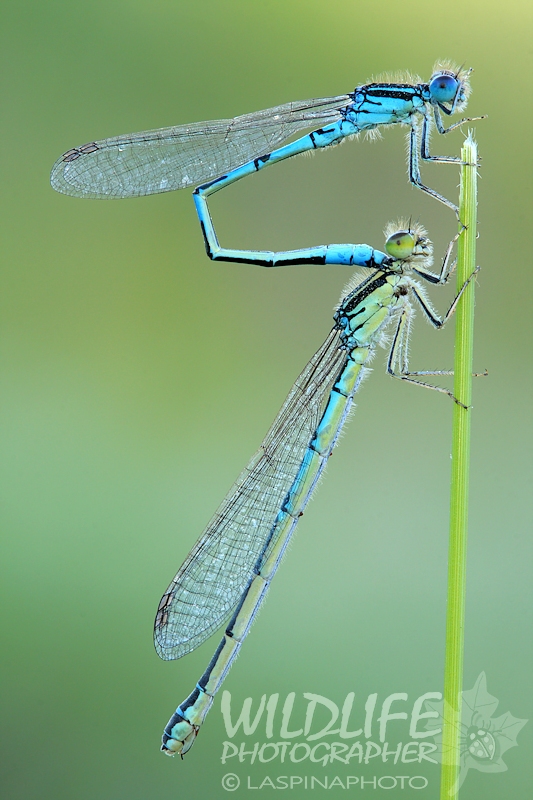 Coenagrion scitulum