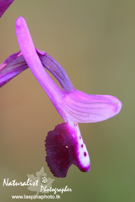 Sabato e Domenica...una scorpacciata di Orchidee!
