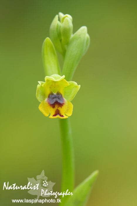Sabato e Domenica...una scorpacciata di Orchidee!
