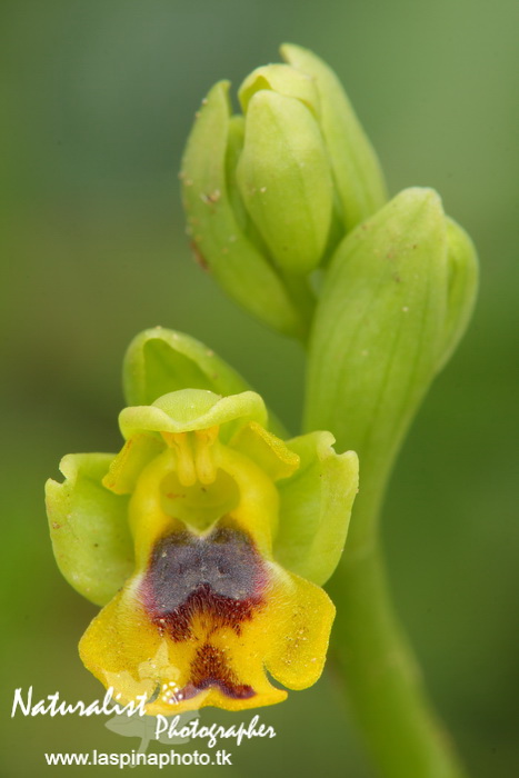 Sabato e Domenica...una scorpacciata di Orchidee!