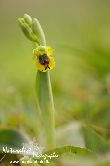 Sabato e Domenica...una scorpacciata di Orchidee!
