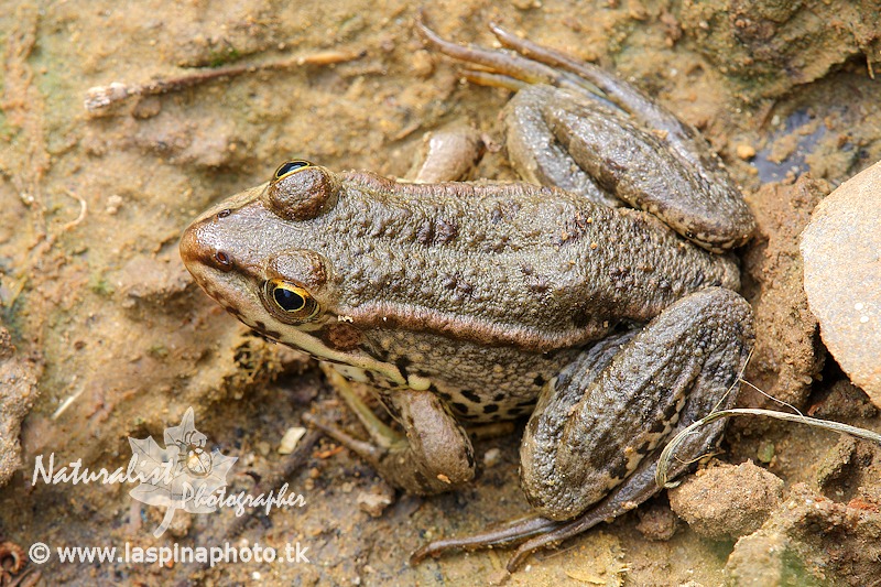 aiuto identificazione! Pelophylax sp. (Sicilia)