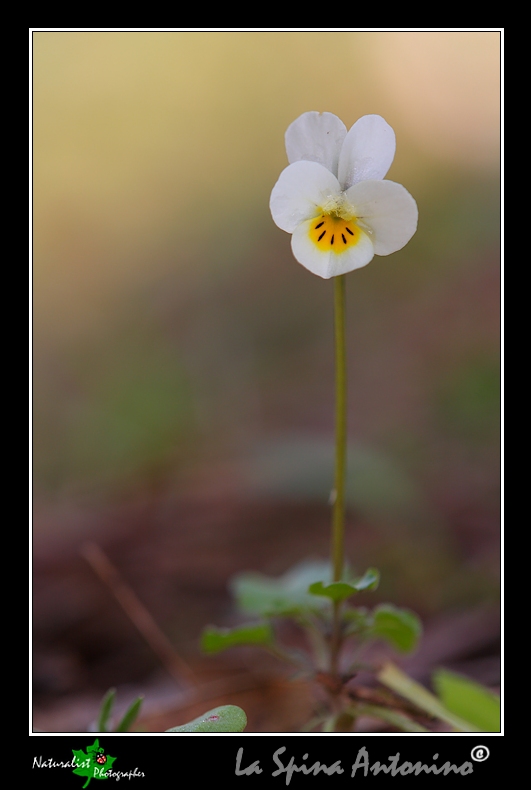 Viola hymettia / Viola del Monte Imetto
