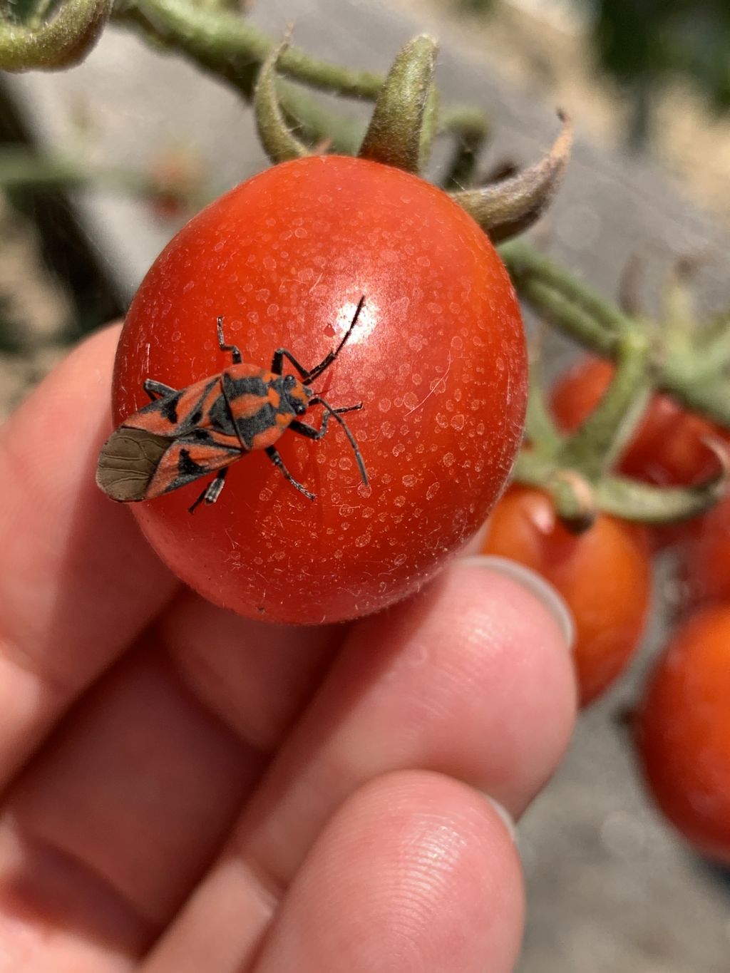 Spilostethus furcula, NUOVO x L''ITALIA, trovato in Liguria