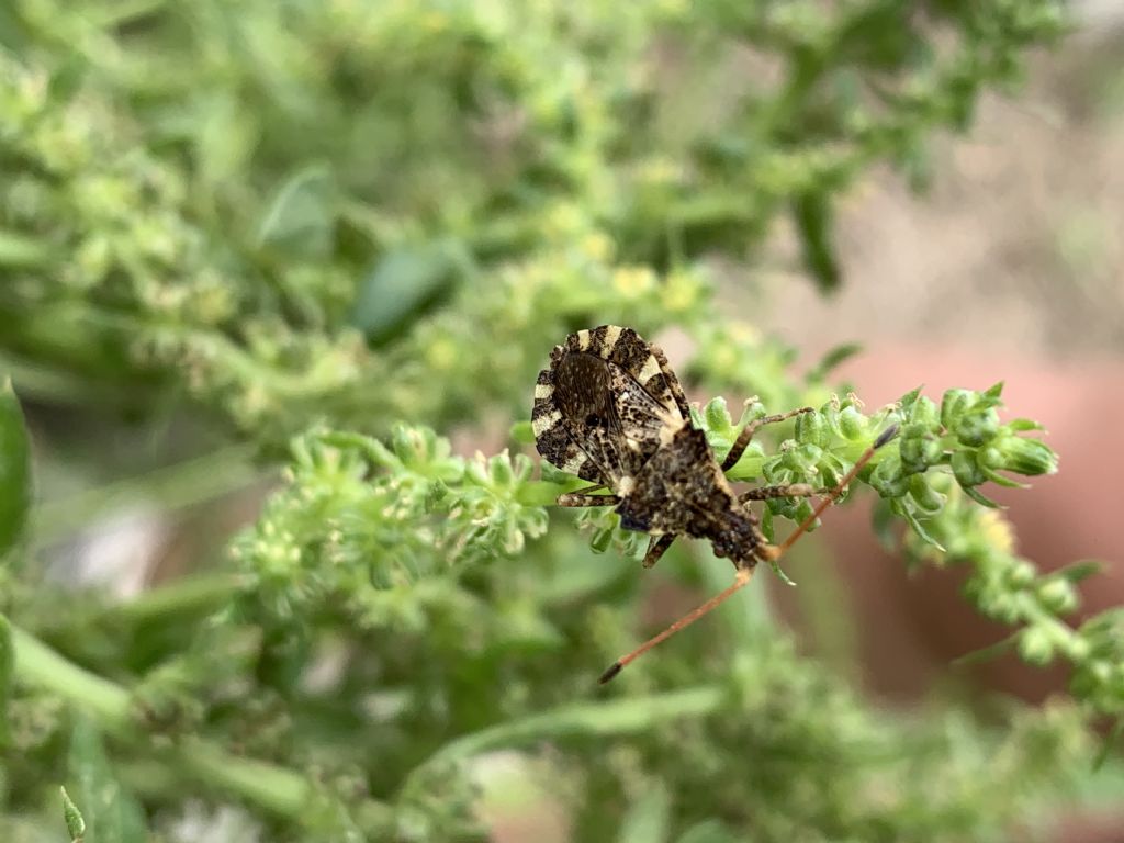 Coreidae: Enoplops scapha? No, Centrocoris variegatus