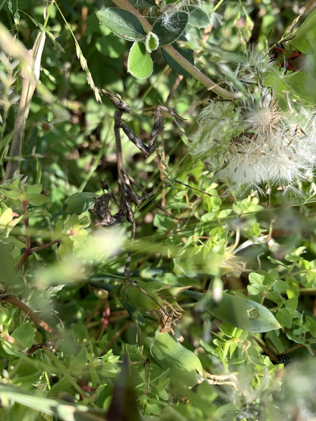 Empusa pennata?