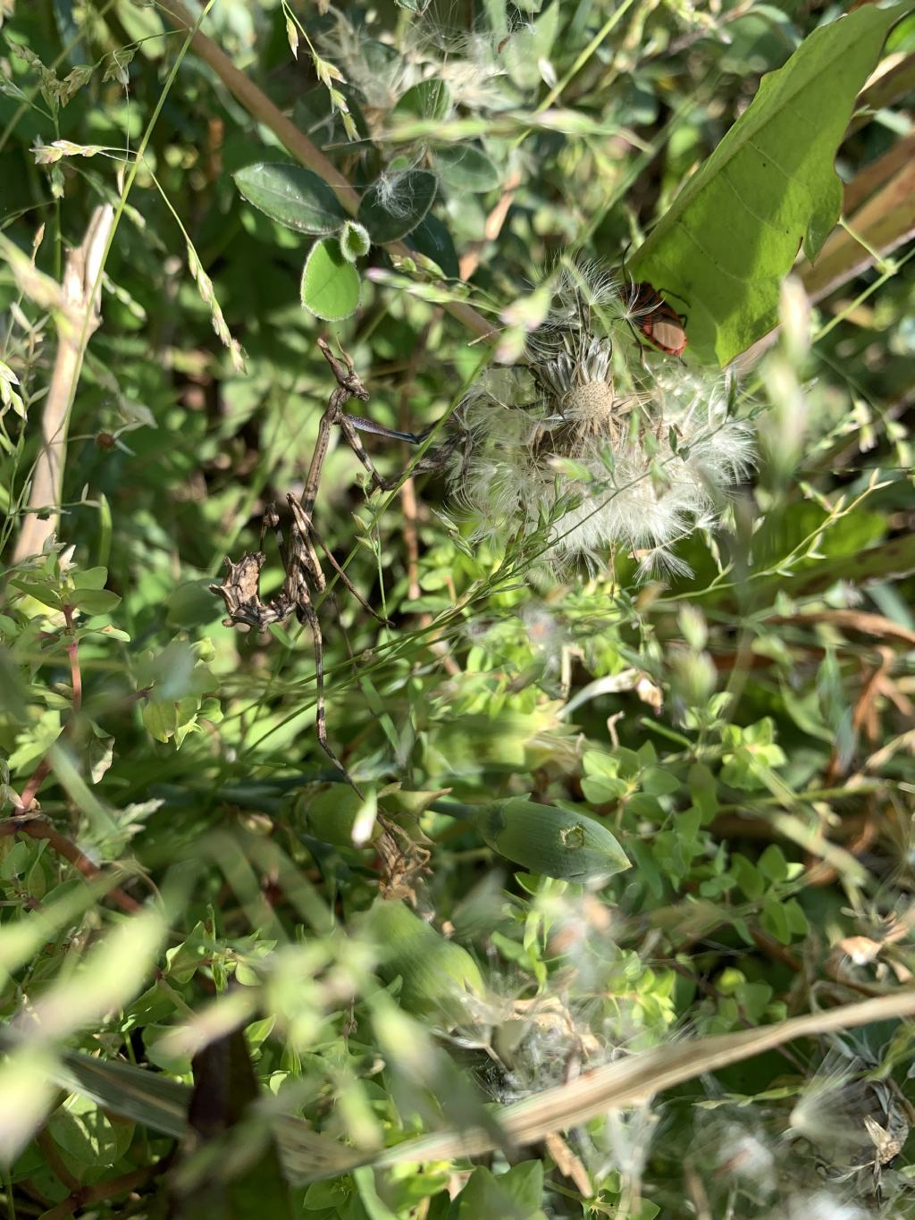 Empusa pennata?