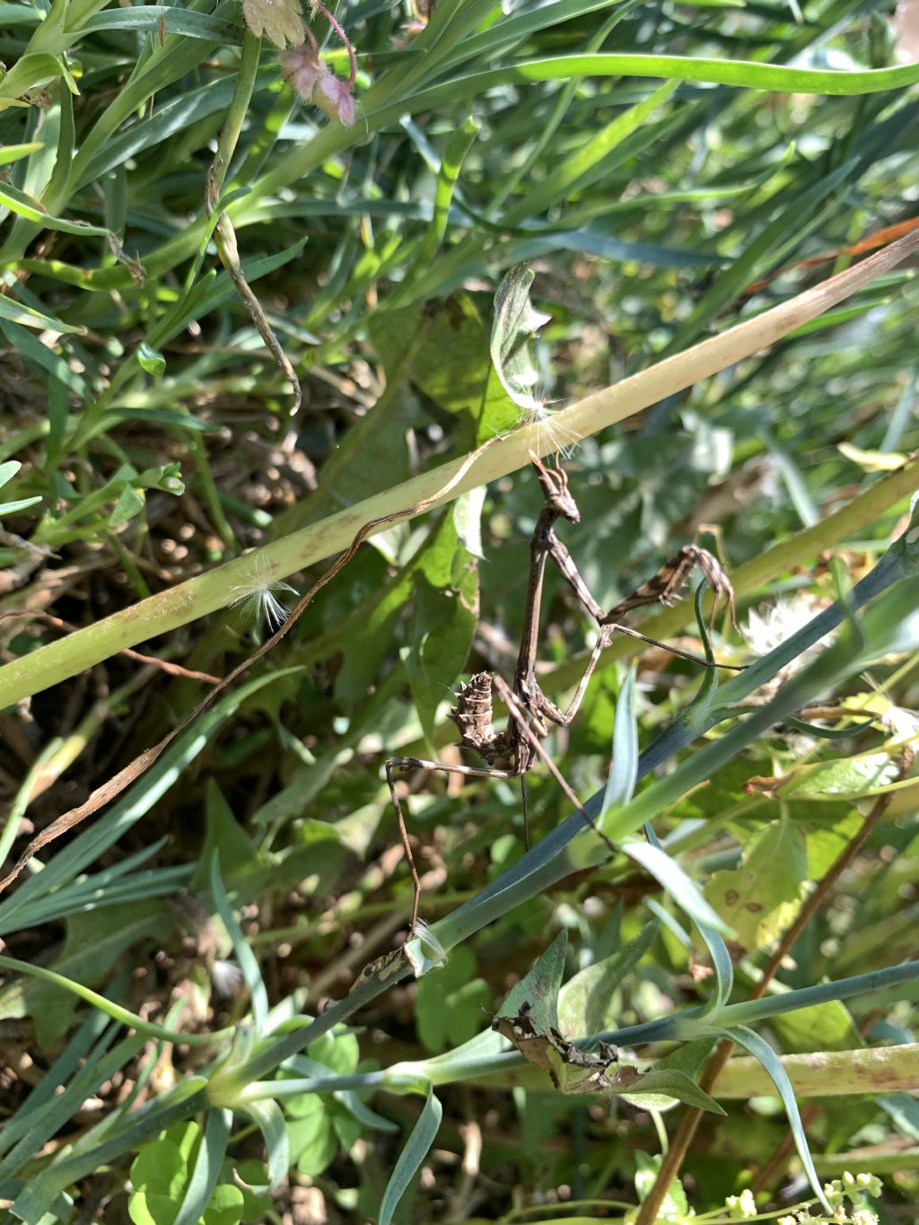 Empusa pennata?