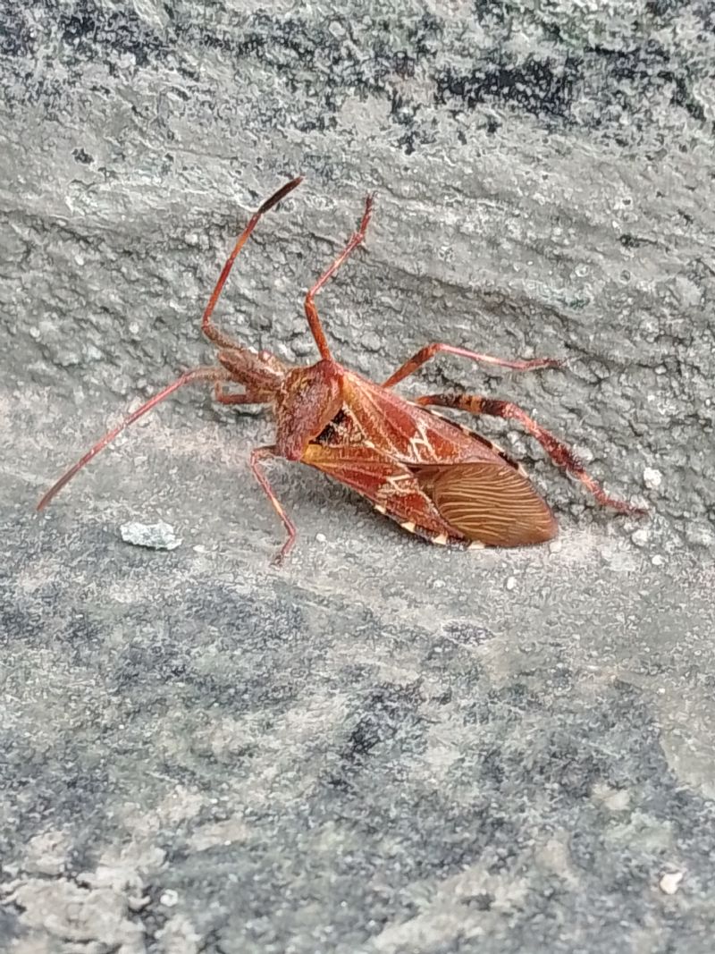 Stenocephalidae? No, Coreidae: Leptoglossus occidentalis