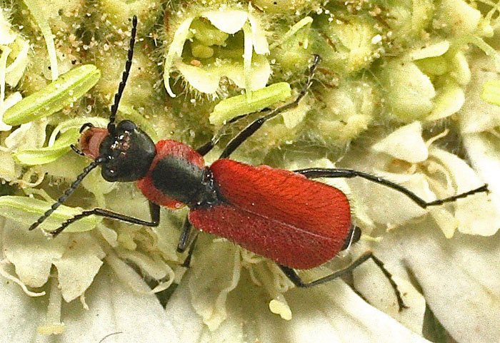 An attractive beetle from Cyprus: Malachius coccineus, female (Malachiidae)