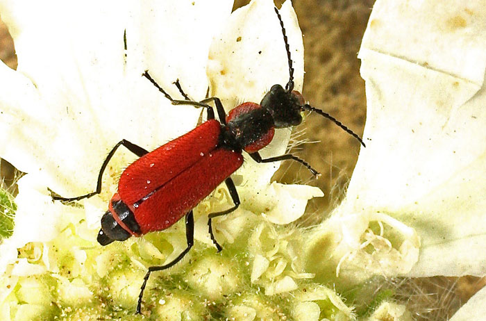 An attractive beetle from Cyprus: Malachius coccineus, female (Malachiidae)