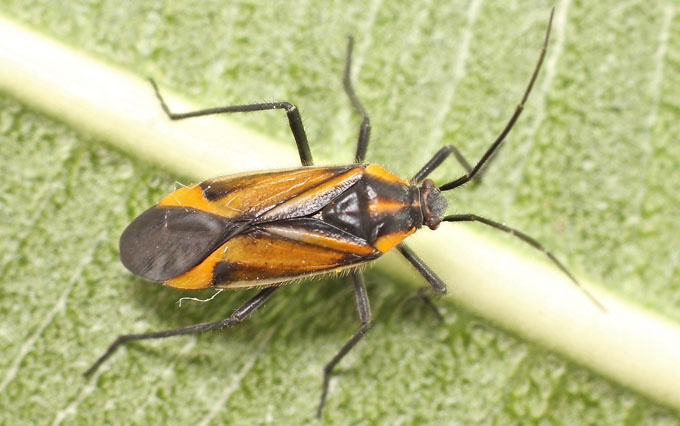 Heteroptera sp from Cyprus:  Horistus infuscatus (Miridae)