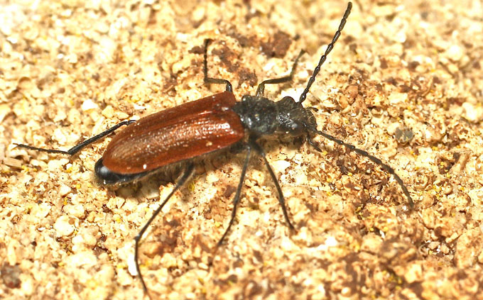 Tenebrionidae, Omophlus sp. (cfr.) from Cyprus