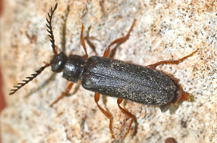 Another Cyprus beetle species:  Drilus sp. (Drilidae)