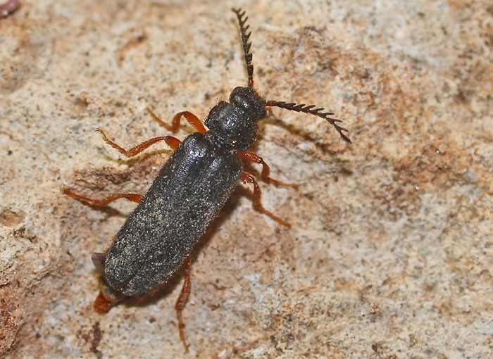 Another Cyprus beetle species:  Drilus sp. (Drilidae)