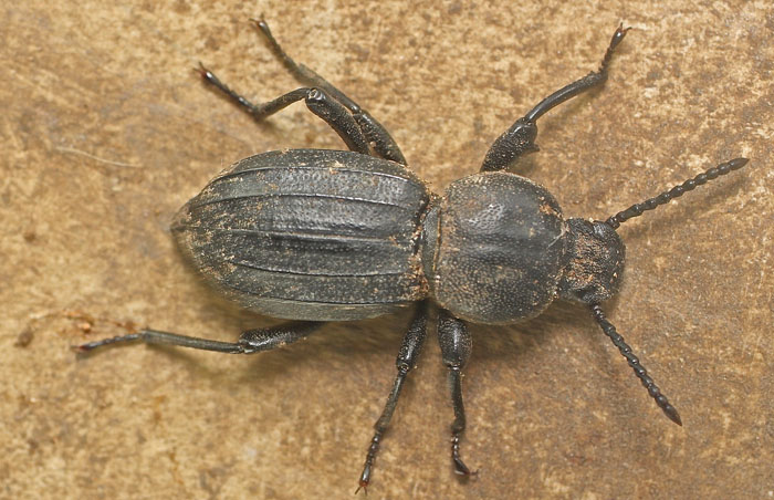 A Tenebrionid species from Malta: Scaurus striatus