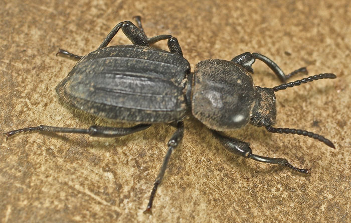A Tenebrionid species from Malta: Scaurus striatus