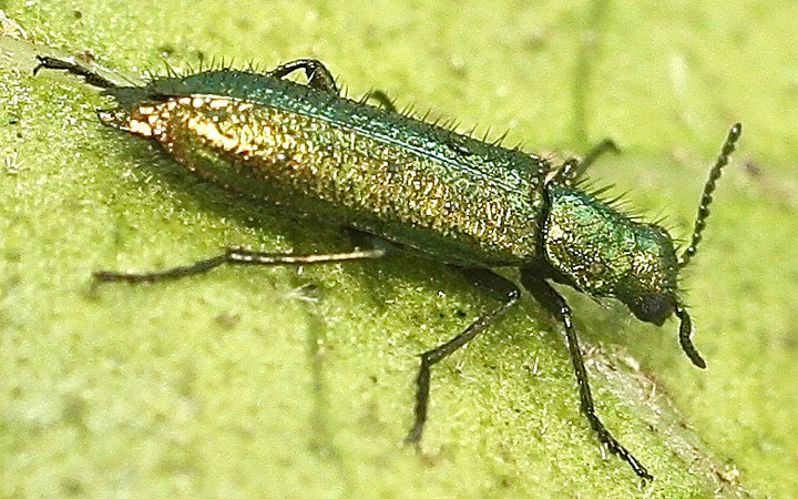 A hairy green beetle from Malta:  Psilothrix aureola (Dasytidae)