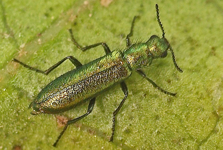 A hairy green beetle from Malta:  Psilothrix aureola (Dasytidae)