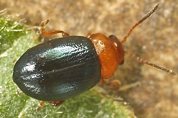 A Chrysomelid from Malta; Podagrica sp.